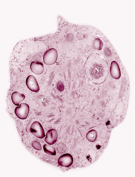 Chlamydomonas nivalis, a cold-loving algae responsible for turning glacial snow pink. Image: Wikimedia